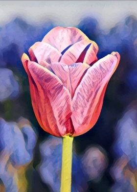 Painted pink tulip