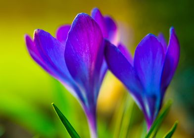 Fascinating crocus