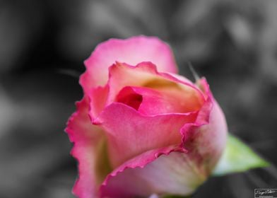 Rose Bloom Up Close