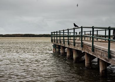 Crow On A Pier Railing