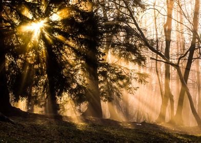 Sunlight in the trees