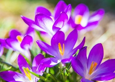 The colors of the crocus