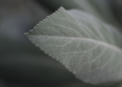 Soft Grey Leaf