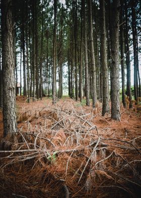 eucalyptus forest