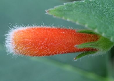 Fuzzy Orange Flower