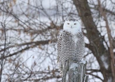 Snowy owl on fence post