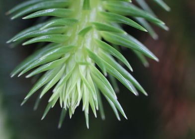 Soft Pine Spines