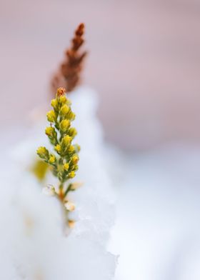 Botany of Switzerland