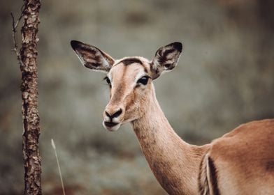 Kruger National Park SA