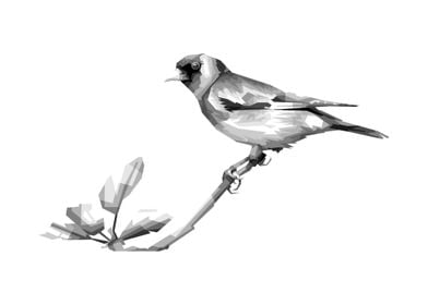 bird grayscale awesome