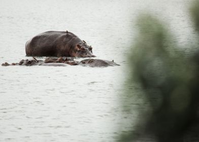 Kruger National Park SA