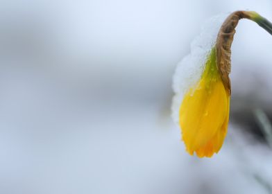 Botany of Switzerland