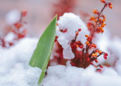 Botany of Switzerland