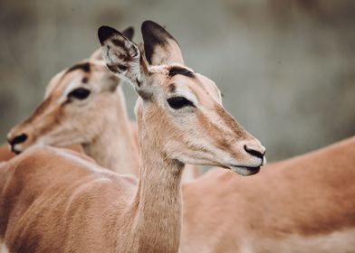 Kruger National Park SA