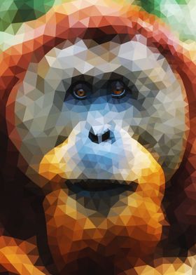 Orangutan