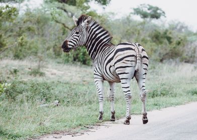 Kruger National Park SA