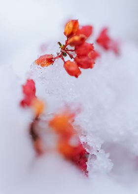 Botany of Switzerland