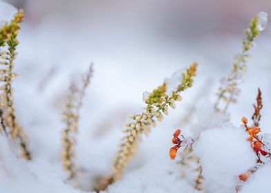 Botany of Switzerland