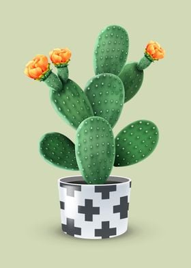 cactus plant