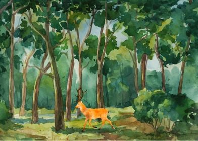 deer in the forest