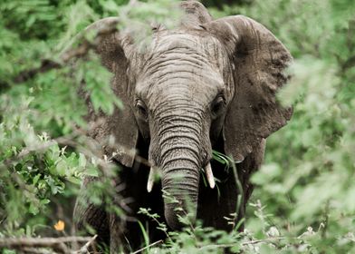 Kruger National Park SA