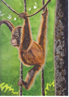 Hanging Orangutan