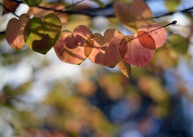 Autumn Leaves