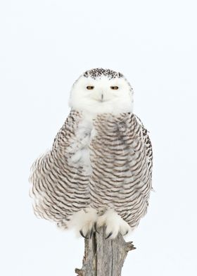 Sweet Snowy Owl 