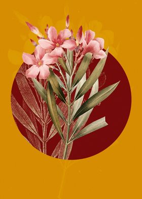 Vintage Oleander Flowers