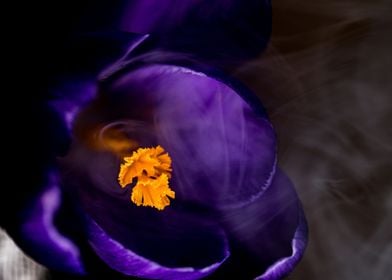 Flower in smoke