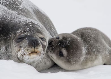 A Kiss of seals
