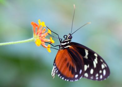 Tiger longwing butterfly