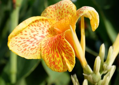 Beautiful Yellow Flower