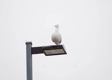 Sea gull on lamp post