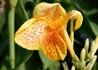 Beautiful Yellow Flower