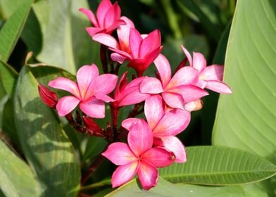 Beautiful Pink Flower