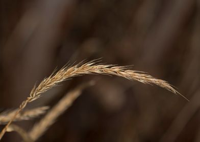 Seed head isolated