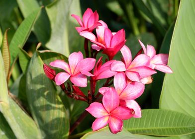 Beautiful Pink Flower