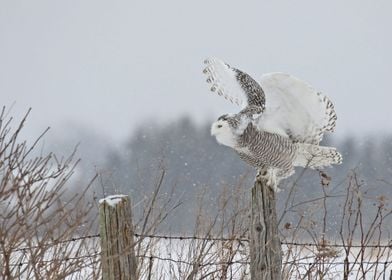 Perfect landing