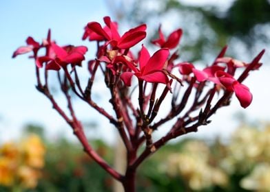 Beautiful Pink Flower