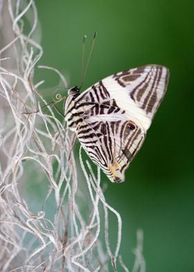 Zebra Mosaic butterfly