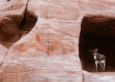 Petra Jordan