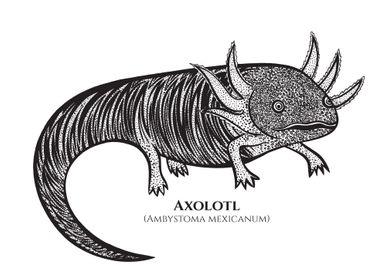 Axolotl with Latin Name