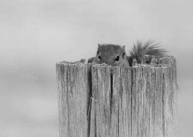 Squirrel in tree stump