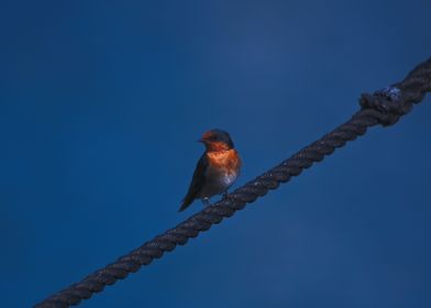 A Swallow On A Rope