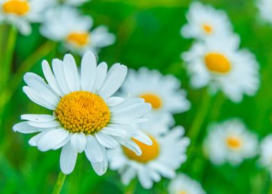 Flowering daisies