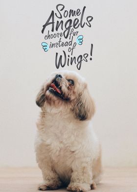Pet Puppy Dog Sweet Quote