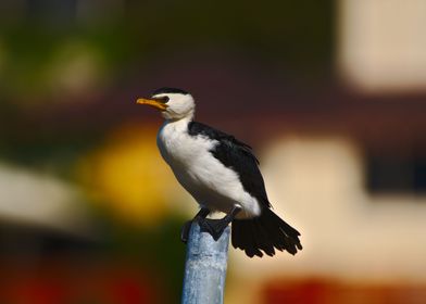 A Shag On A Crooked Pole