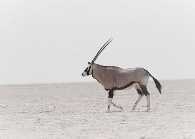 Oryx antelope