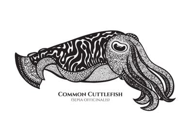 Cuttlefish with Latin Name